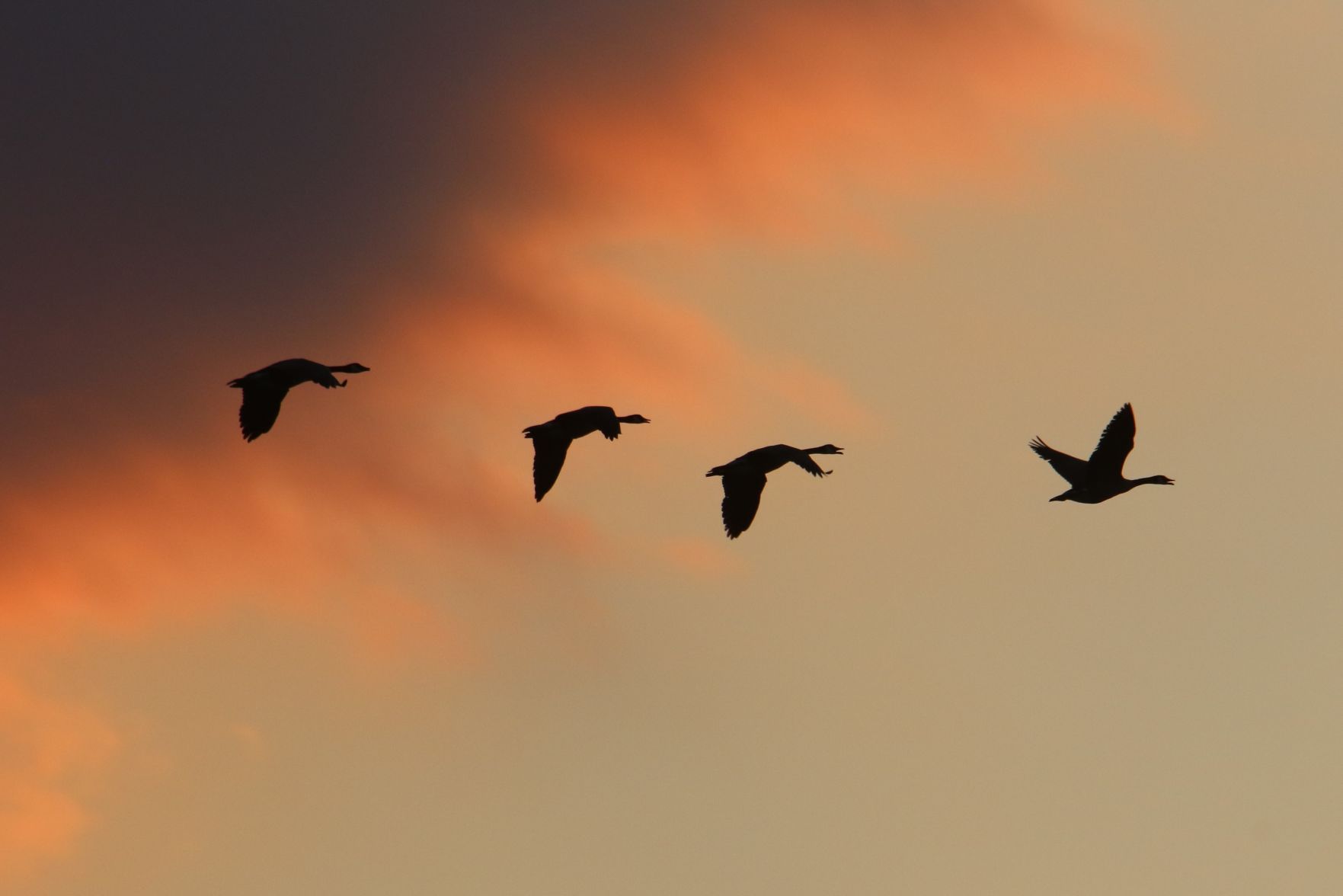 Sundown Flight
